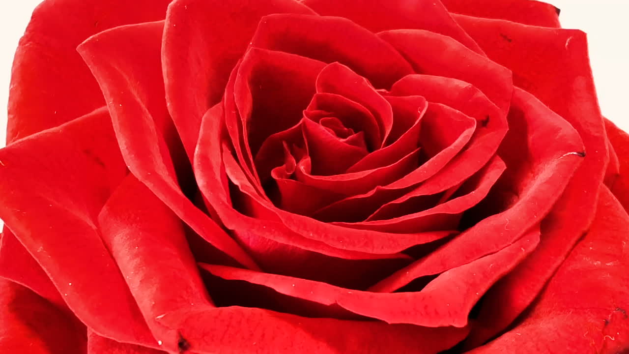 rote Rose in der Nähe