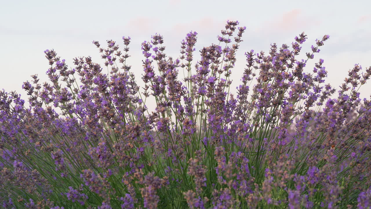 Close up of lavender branches in a filed at sunset