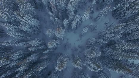 Flying-over-snow-covered-forest-in-the-high-rockies-of-Colorado