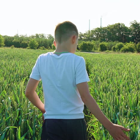 young boy going ahead through the field gently touches the wheat ears against green background. beautiful view of a green agricultural place with wheat and a boy walking.