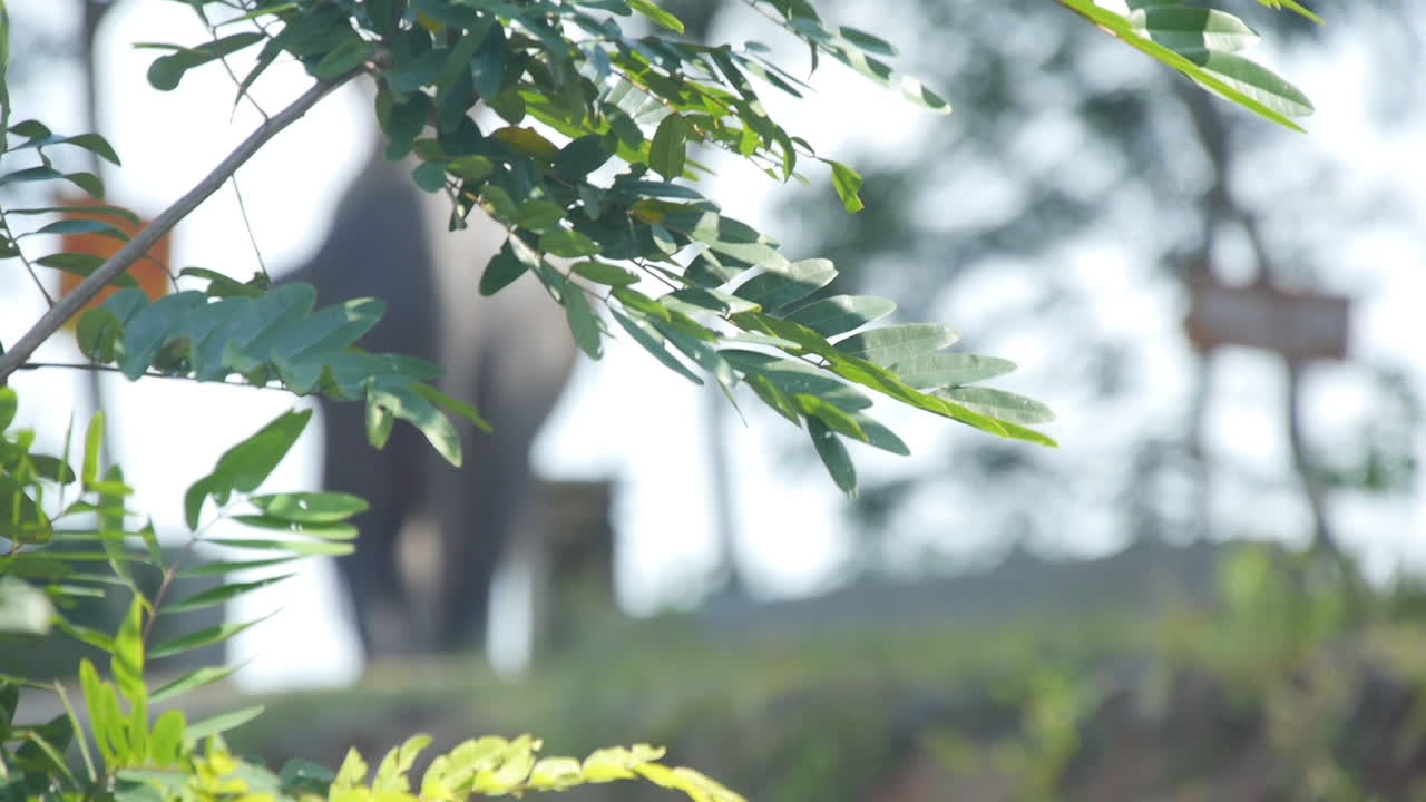 조련사는 수마트라 코끼리를 먼 거리로 타고, 전경에 있는 초점 나무를 랙에 놓고, 슬로우 모션