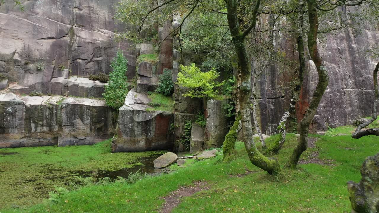 moviéndose hacia un joven abedul plateado que crece en las paredes de una cantera