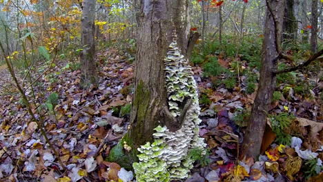 Shot-jibs-down-tree-trunk-to-grouping-of-Turkey-tail-fungus-