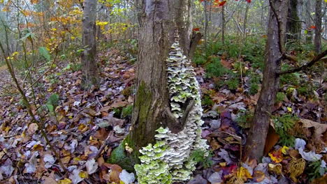 shot jibs down tree trunk to grouping of turkey tail fungus