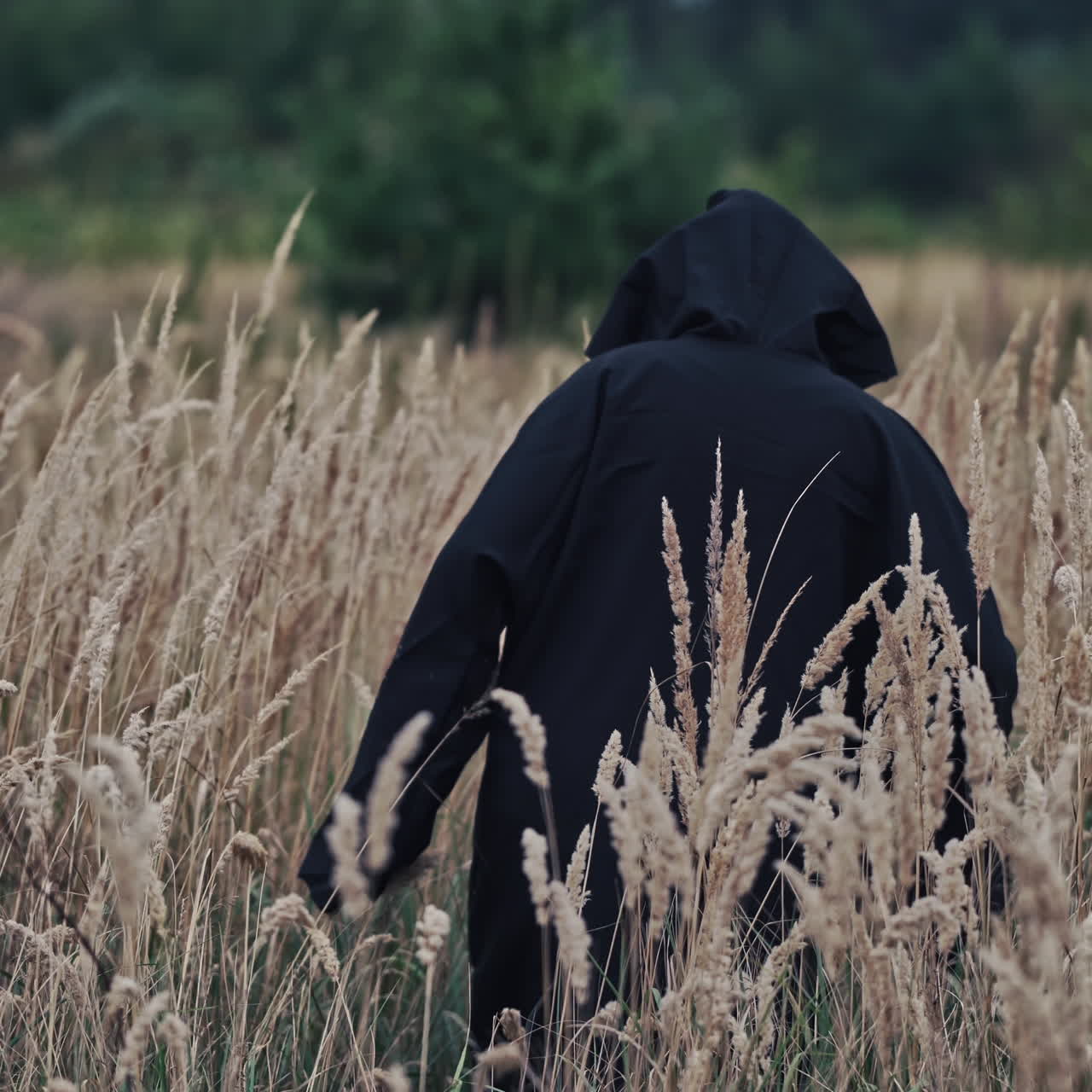 Scary witch evil outdoors. Back view on scary ghost in black robe and hood on head turning horrorful face to camera. Demon of death on the ripe wheat field. Mystery concept.