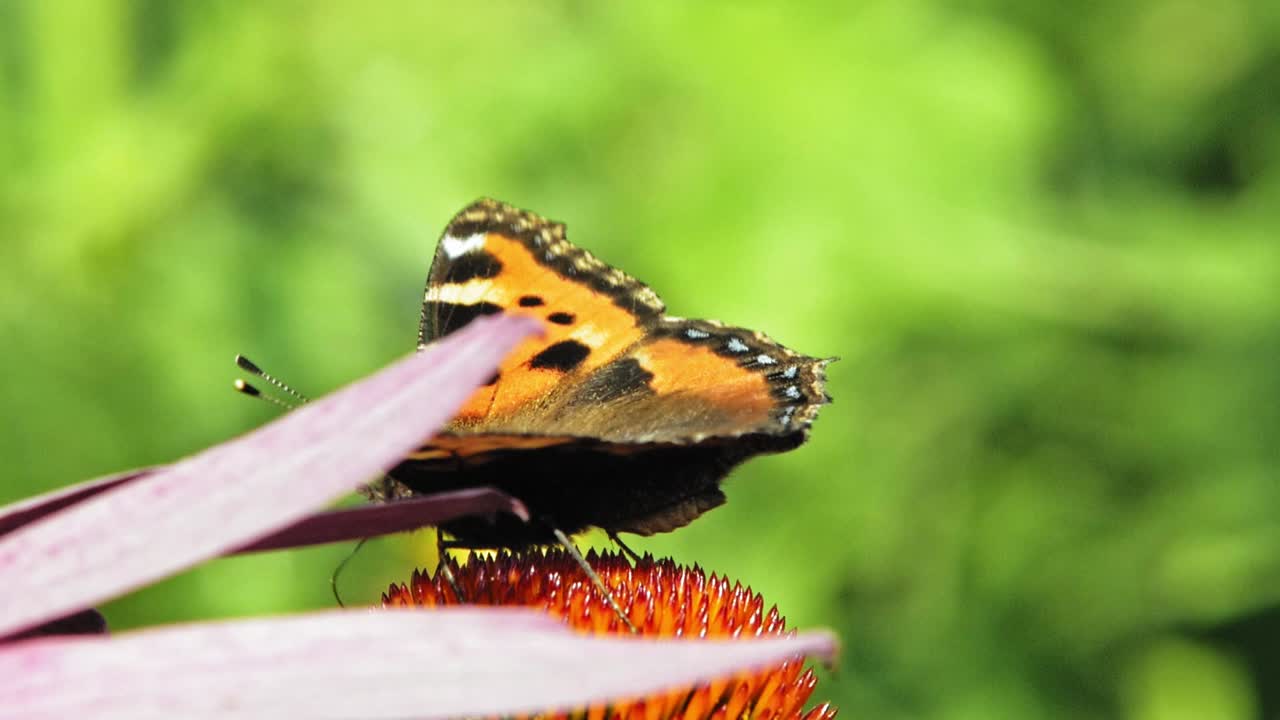 primer plano macro de una pequeña mariposa naranja de concha sentada en una flor de cono púrpura y polinizándola