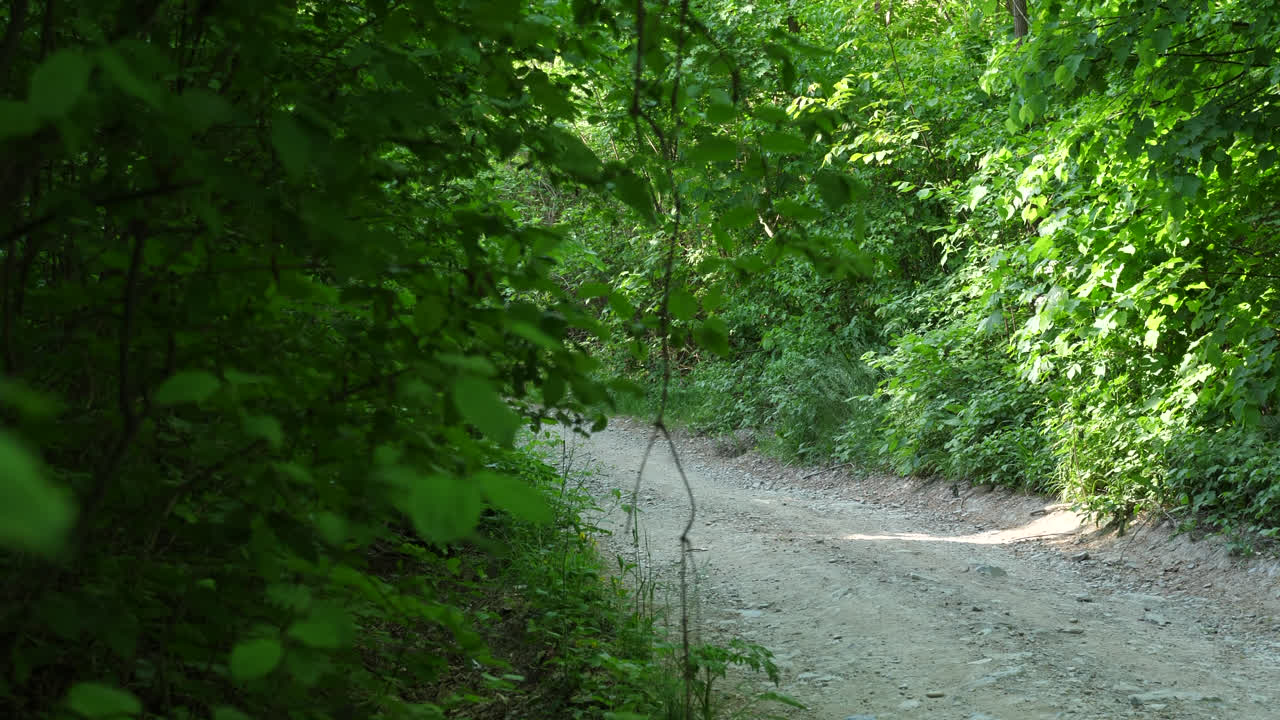 sendero de un bosque, en una montaña