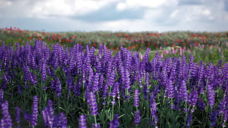 un campo de flores de lavanda