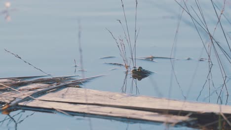 common frog in the swamp river water between reeds