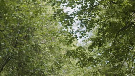family walking together in a park