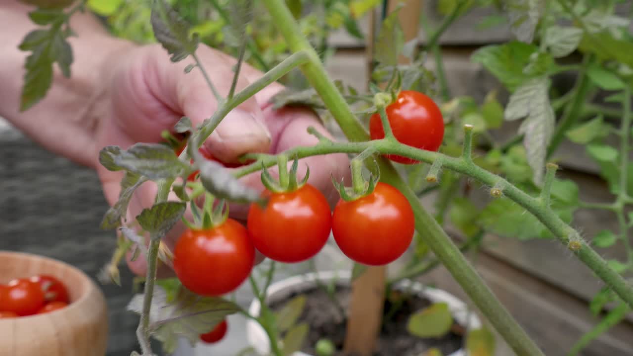 백인 남자는 정원에 있는 토마토 덤불에서 잘 익은 토마토를 조심스럽게 골라 그릇에 담는다
