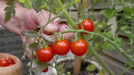 caucasian man carefully pick ripe tomatoes from a tomato bush in the garden and puts them in a bowl