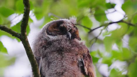 enfocado, primer plano, búho dormido pacífico, punto de vista sobre la cabeza encaramado en la rama de un árbol, tiempo del día