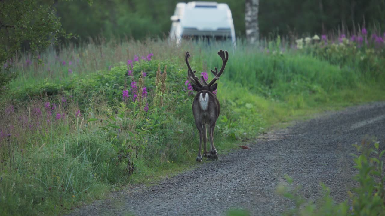 Deer Strolling On a Grassy Road, Vangsvik, Norway - Close Up