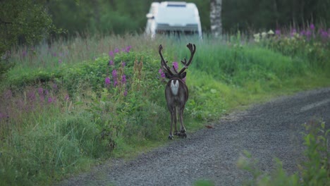 deer strolling on a grassy road, vangsvik, norway - close up