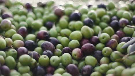 Olivos