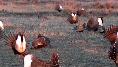 Male-And-Female-Sage-Grouses-Sit-Out-In-A-Field-In-the-Morning