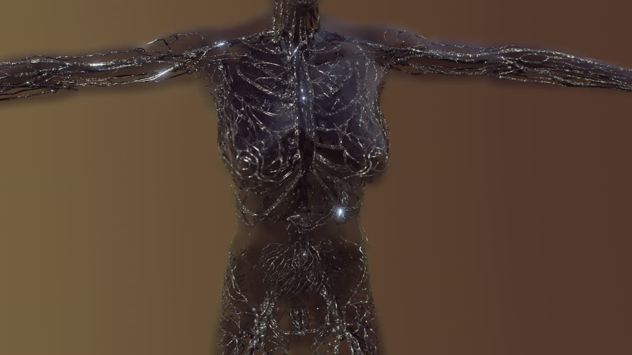 exploración médica del sistema circulatorio humano