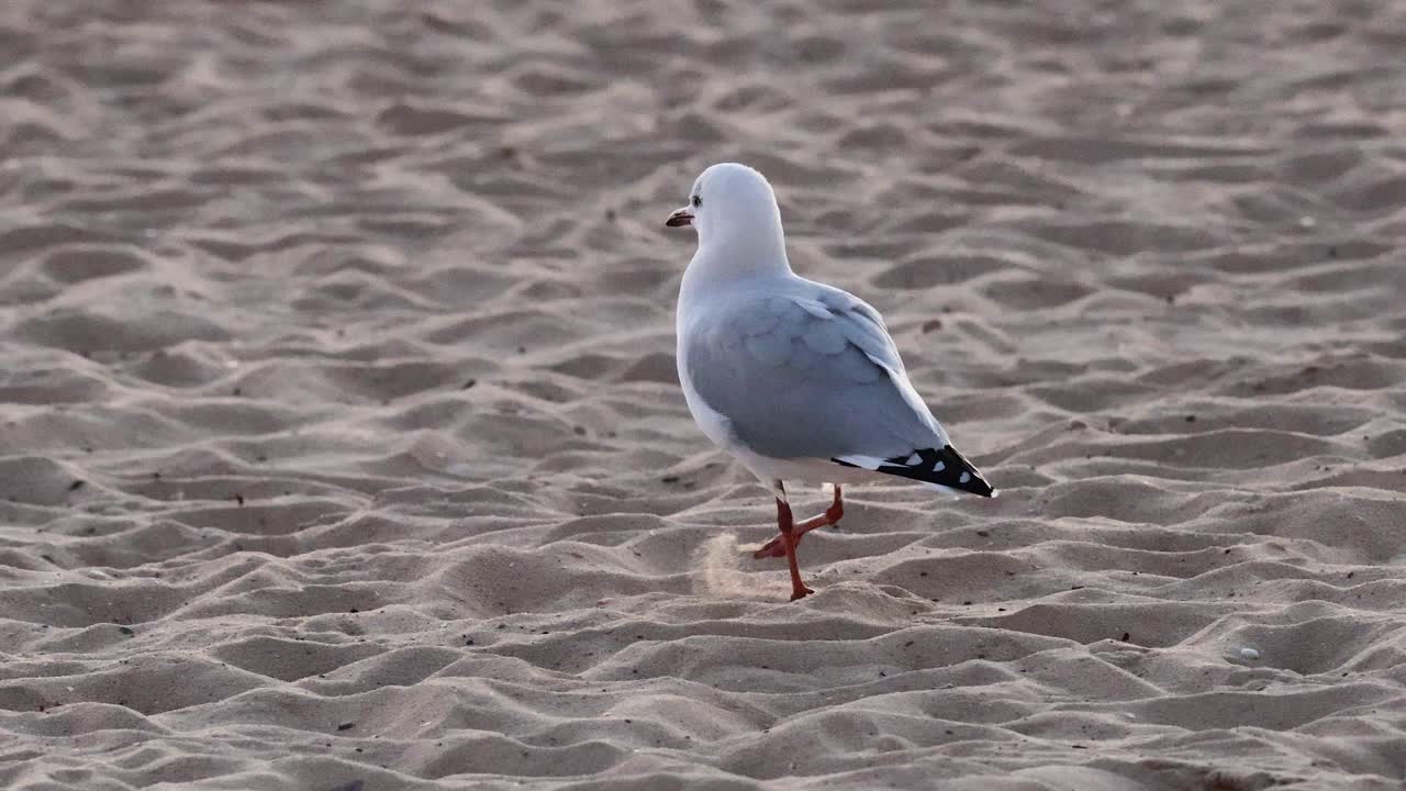 una gaviota caminando por una playa de arena en melbourne