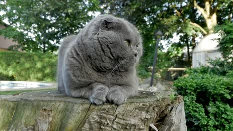 scottish fold cat chillin' outdoors on a tree stump