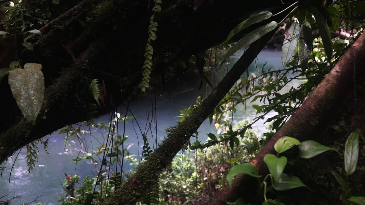 청록색 셀레스트 강을 바라보는 나무 사이 강둑에서