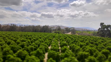 Drone-Slide-ascend-Captura-Los-Vibrantes-Jardines-De-Cítricos-En-La-Universidad-De-California,-Junto-Al-Río,-Un-Epicentro-Del-Encanto-Botánico