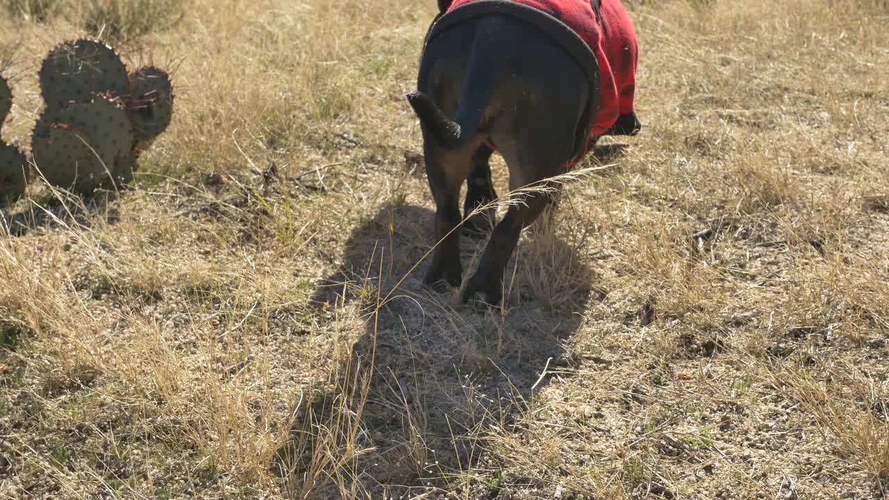 Um casco e um osso de ovelha são pegos e movidos por um cão de caça preto usando xadrez vermelho