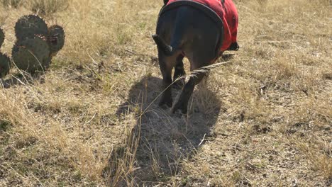 una pezuña y un hueso de oveja son recogidos y movidos por un perro de caza negro vestido con una tela escocesa roja