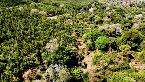 visión del avión no tripulado- áfrica bosque- áfrica incendio de matorrales