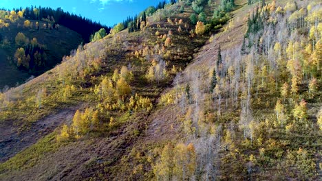 colorado rocky mountain aspen groves turning golden during the fall season