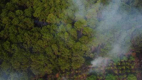 Aérea-De-Arriba-Hacia-Abajo-Bosque-En-Llamas-Emitiendo-Humo-Blanco