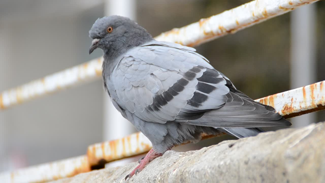 Pigeon