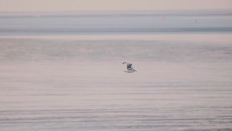 calm soothing scene of common sea mew in flight during soft light along shallow coastline, seagull