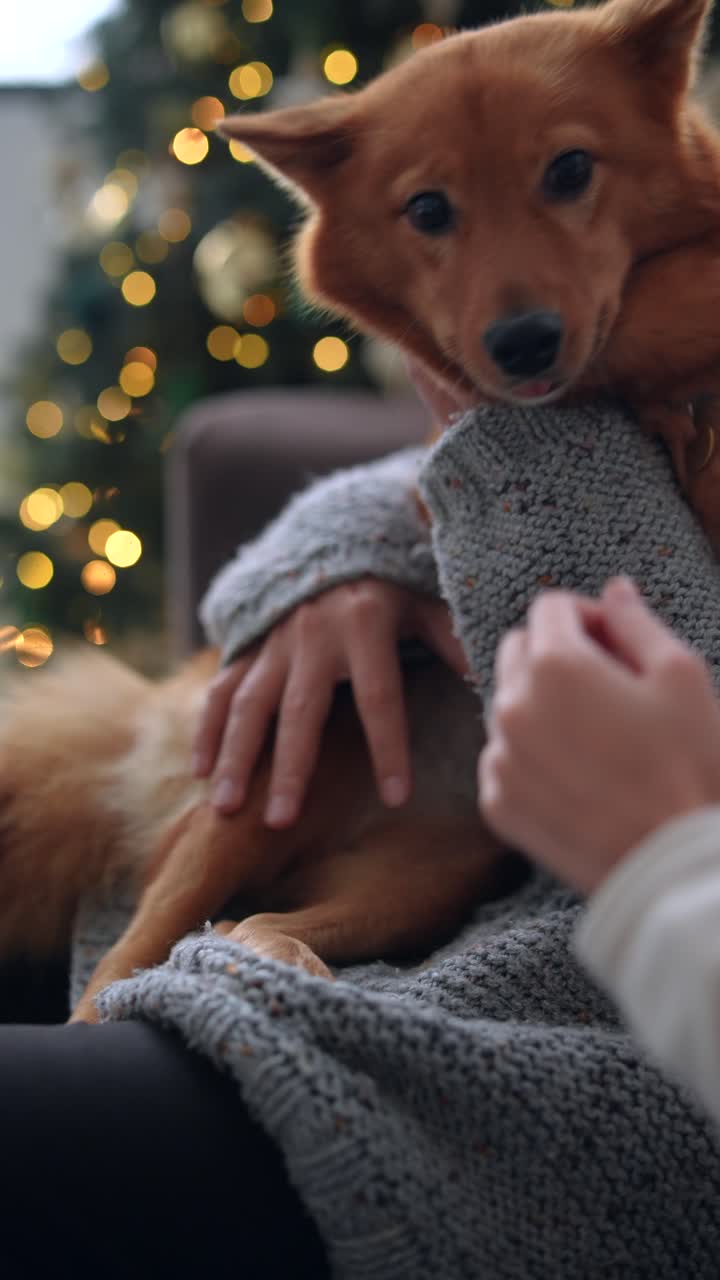 perro acurrucado en un suéter por un árbol de navidad