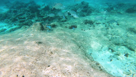 Unterwasseraufnahme-Von-Kleinen-Fischen,-Die-Auf-Dem-Meeresboden-Schwimmen