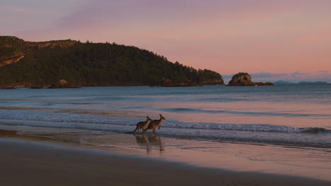 Canguro-Salvaje-Y-Wallaby-Junto-Al-Mar-En-Una-Playa-De-Arena-En-El-Parque-Nacional-De-Cape-Hillsborough,-Queensland-Al-Amanecer