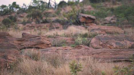 black-backed jackal trotting behind red rocks in african savannah