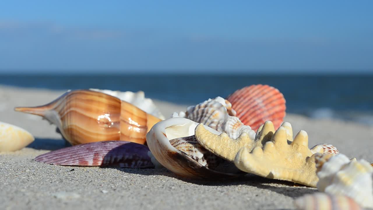 Cockleshells on sand against the background of waves. Shooting on the beach