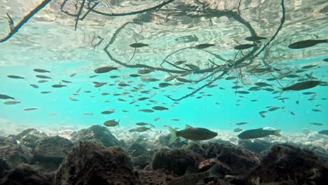 Fische-Schwimmen-In-Sehr-Klarem-Und-Transparentem-Flachwasser