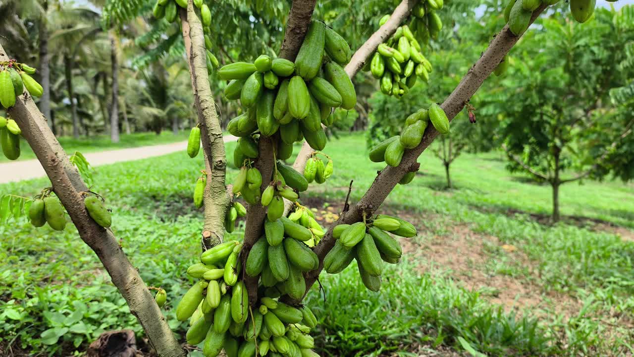 Averrhoa bilimbi tree laden with belimbing buluh (bilimbi) fruits. This tart, acidic fruit is essential in Southeast Asian cuisine, providing a natural sour flavor to dishes