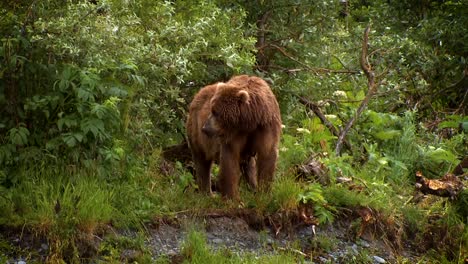 una madre oso kodiak (ursus arctos middendorffi) reserva nacional de vida silvestre alaska 2007