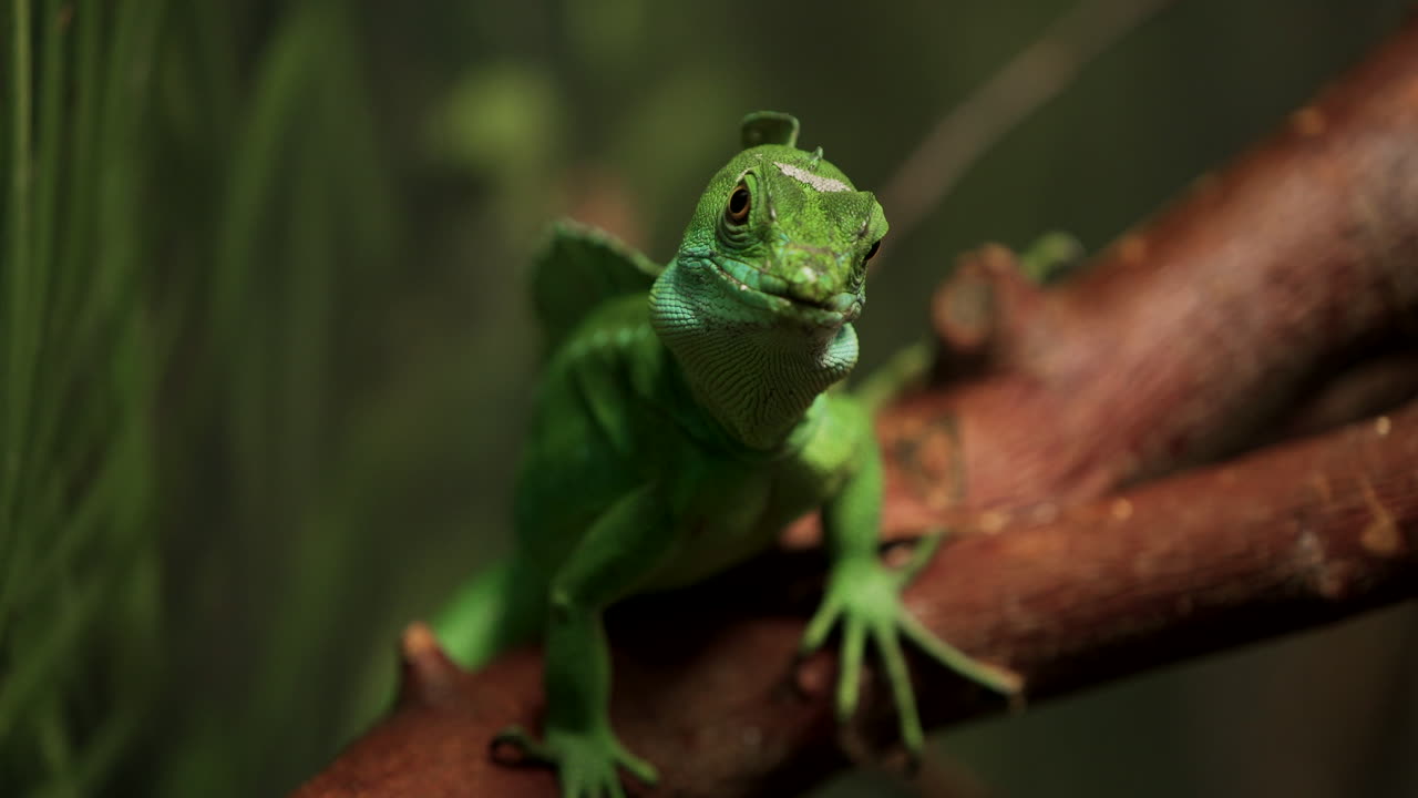 Plumed Basilisk Sitting On The Branch Looking At The Camera - Granby Zoo, Quebec, Canada