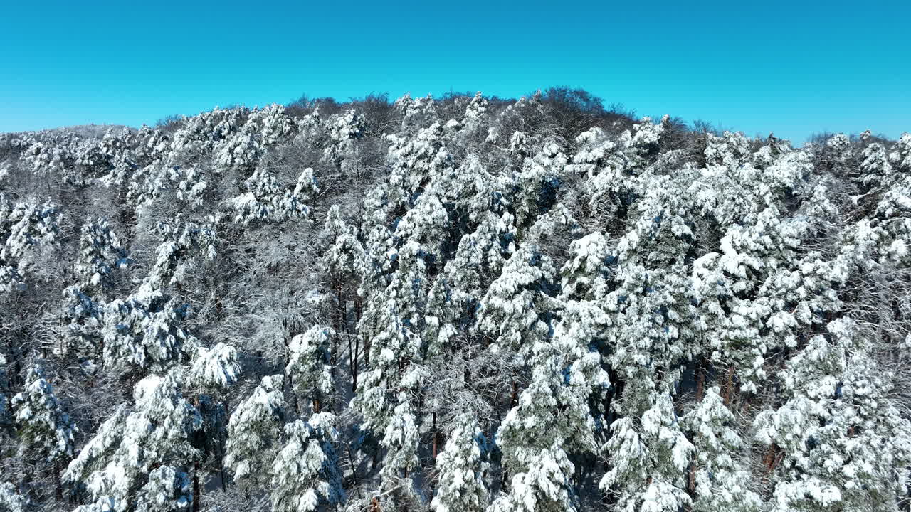 Stunning aerial footage of a dense pine forest covered in fresh white snow under a clear blue sky in Gdansk, Poland. Perfect for winter travel and nature documentaries