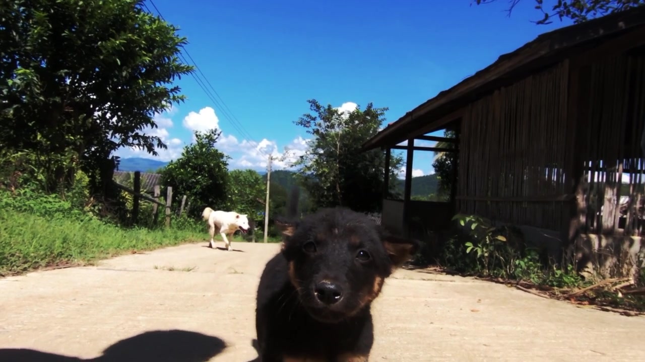 Cachorrinho correndo na estrada em direção à câmera