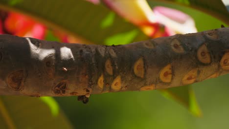 close up of frangipani branch