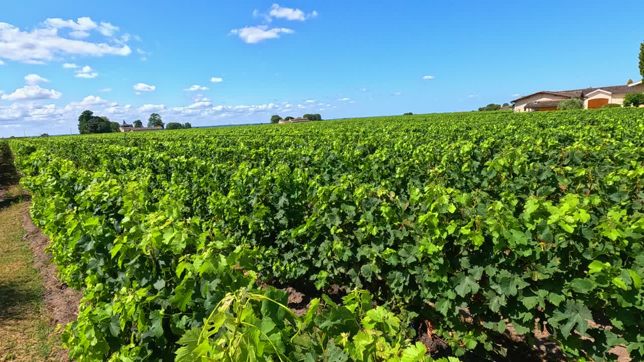 Paesaggio di vigneti lussureggianti sotto un cielo blu limpido