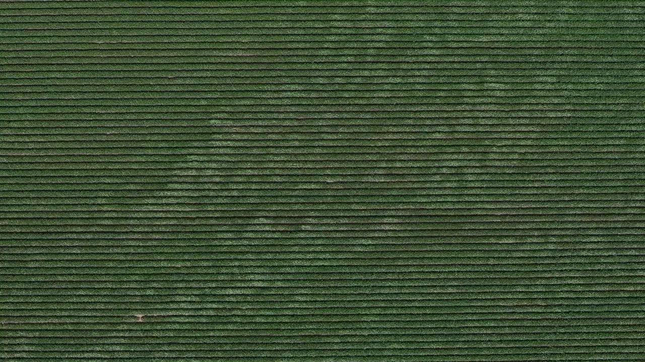 An aerial drone perspective showcases neatly arranged rows of green tea plants in a vast plantation, highlighting agricultural patterns.