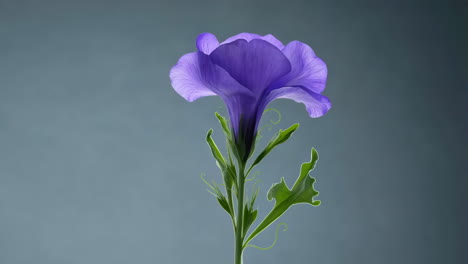 a single purple flower against a dark background