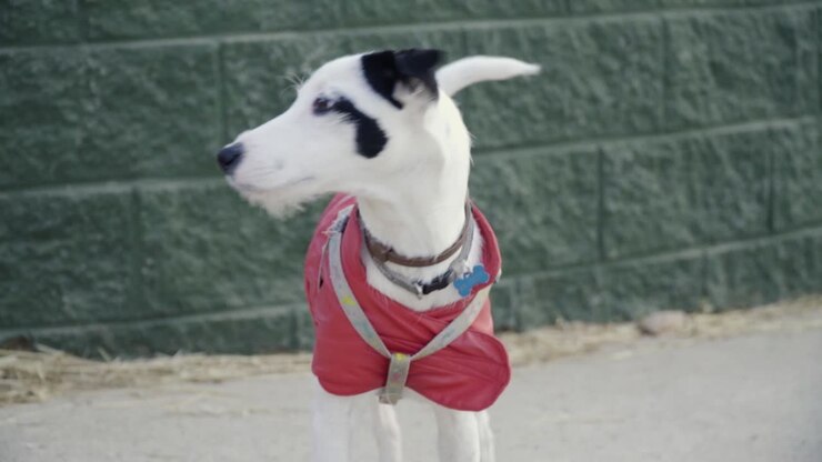 Small white dog with black ears dressed in a red sweater looking straight at the camera while wagging its tail