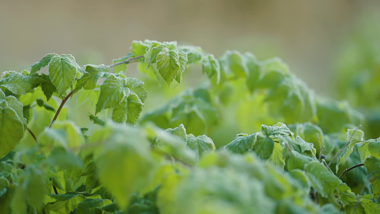 capa delgada de escarcha en las hojas de frambuesa verde